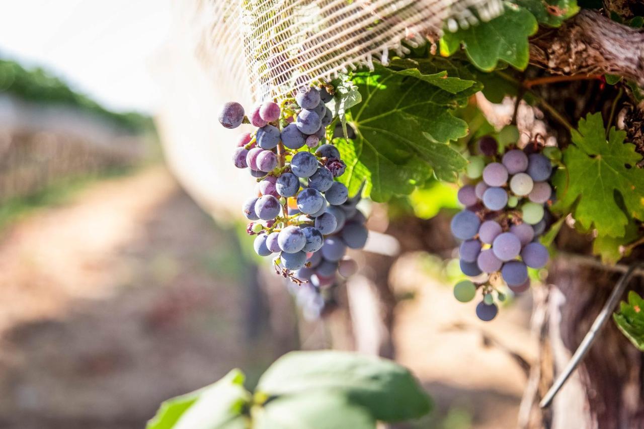 Villa Mettler Winery Agur Exterior foto