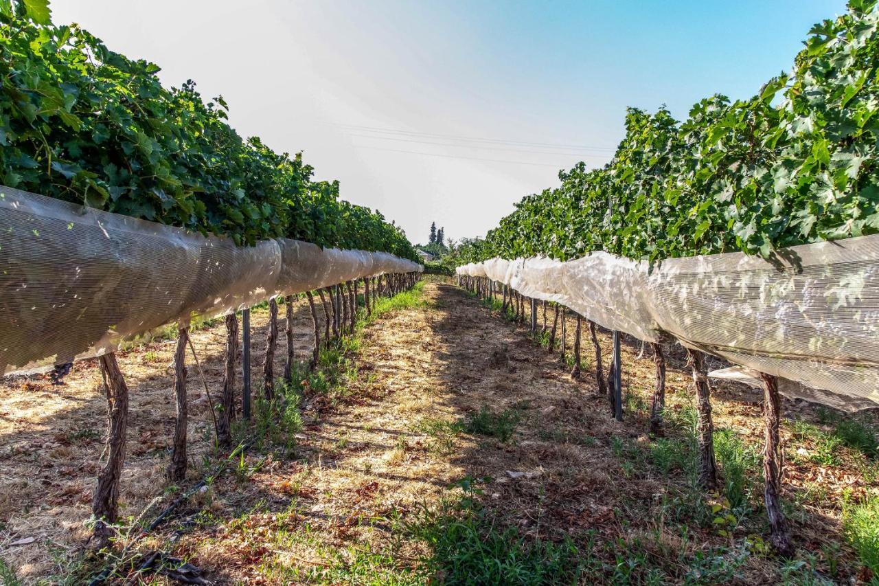 Villa Mettler Winery Agur Exterior foto