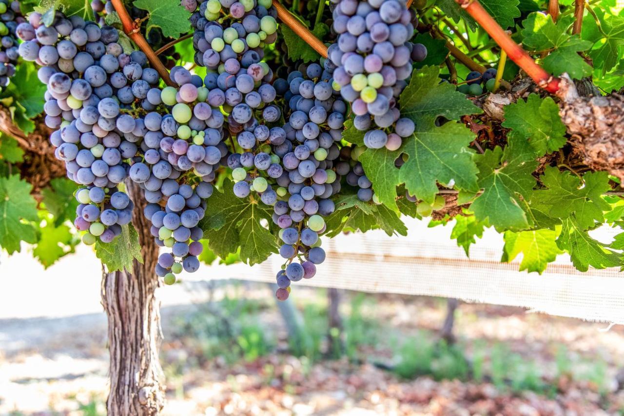 Villa Mettler Winery Agur Exterior foto
